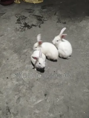 তিন টি খরগোশ বিক্রি করা হবে