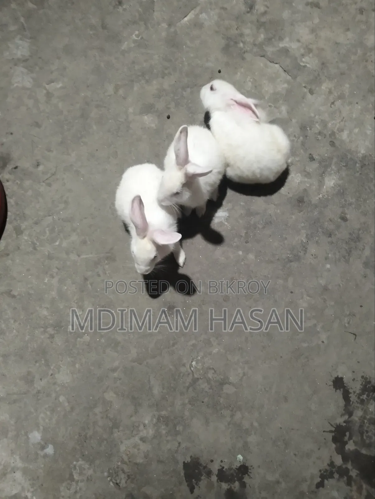 তিন টি খরগোশ বিক্রি করা হবে