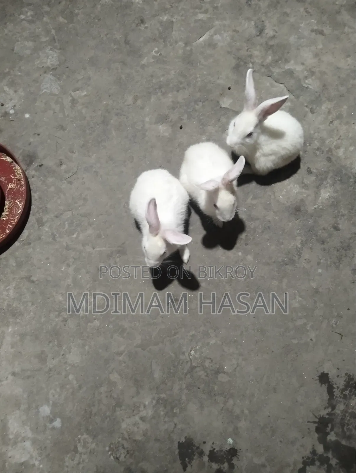 তিন টি খরগোশ বিক্রি করা হবে