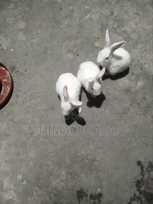 তিন টি খরগোশ বিক্রি করা হবে