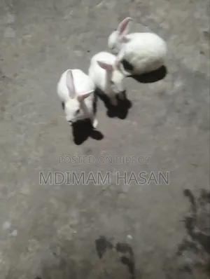 তিন টি খরগোশ বিক্রি করা হবে