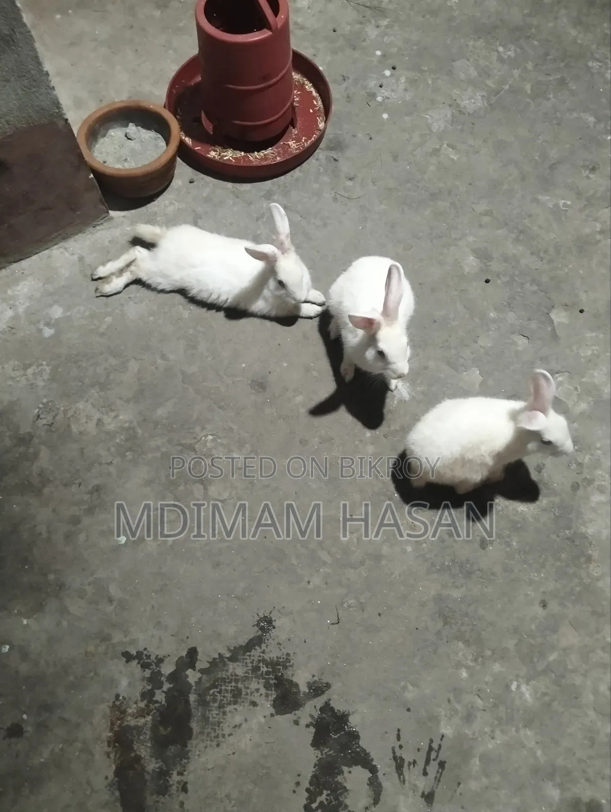 তিন টি খরগোশ বিক্রি করা হবে