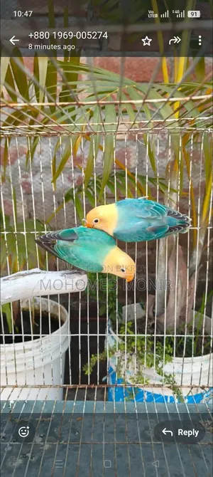 লাভ বাড পাখি