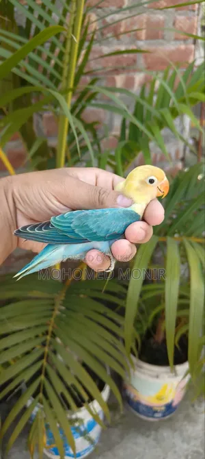 লাভ বাড পাখি
