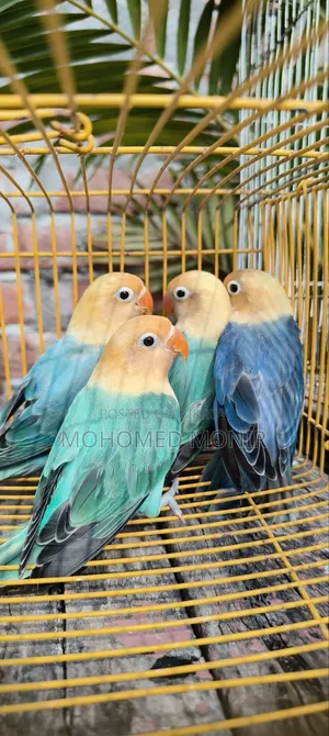 লাভ বাড পাখি