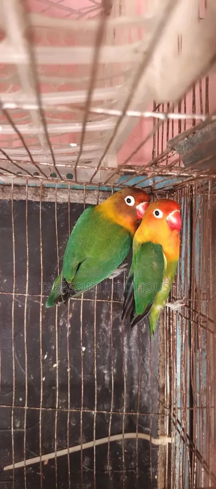 Love Bird