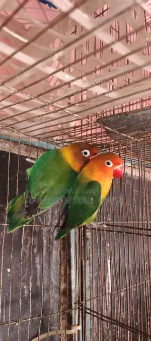 Love Bird