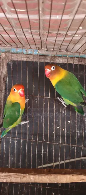Love Bird