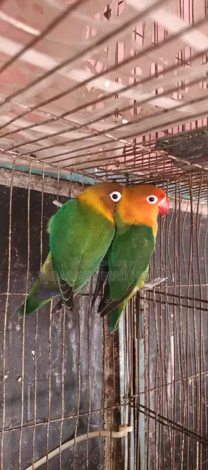 Love Bird