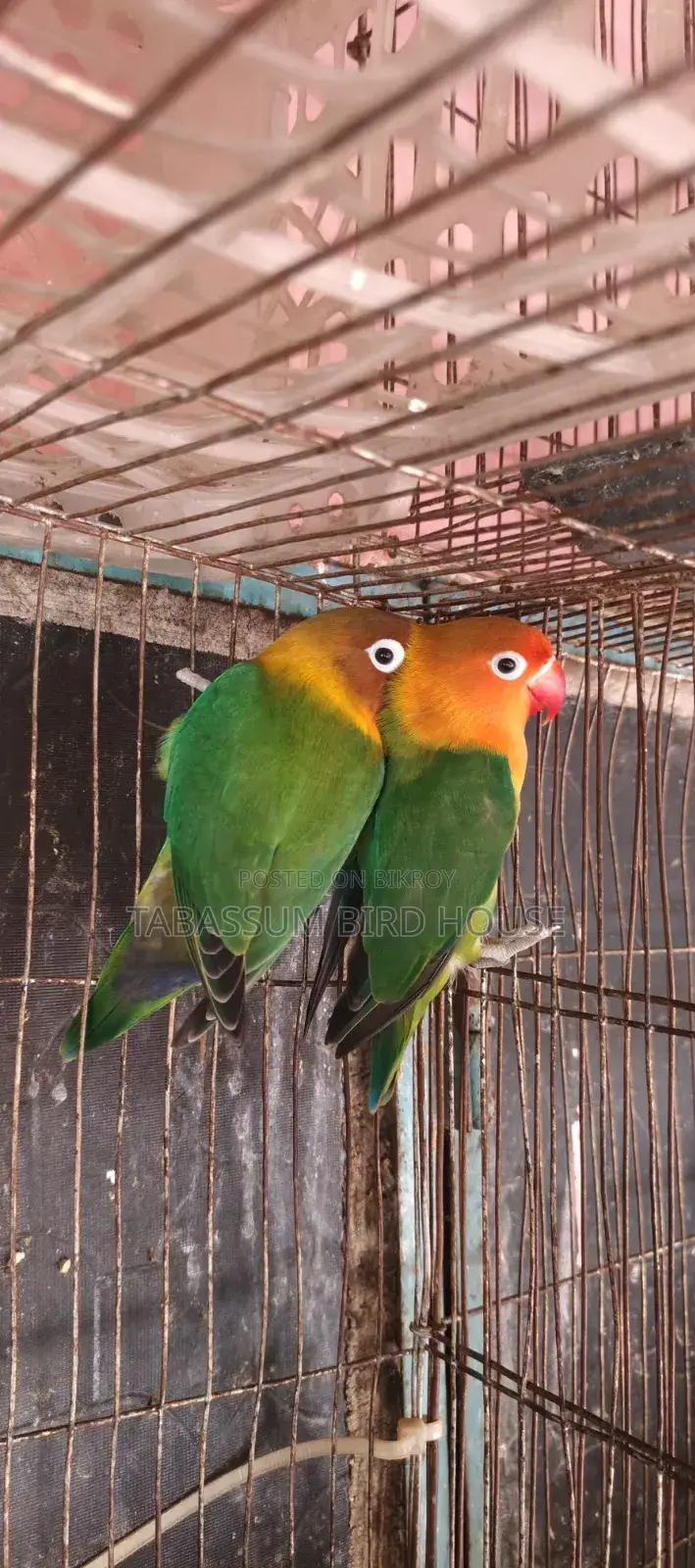 Love Bird