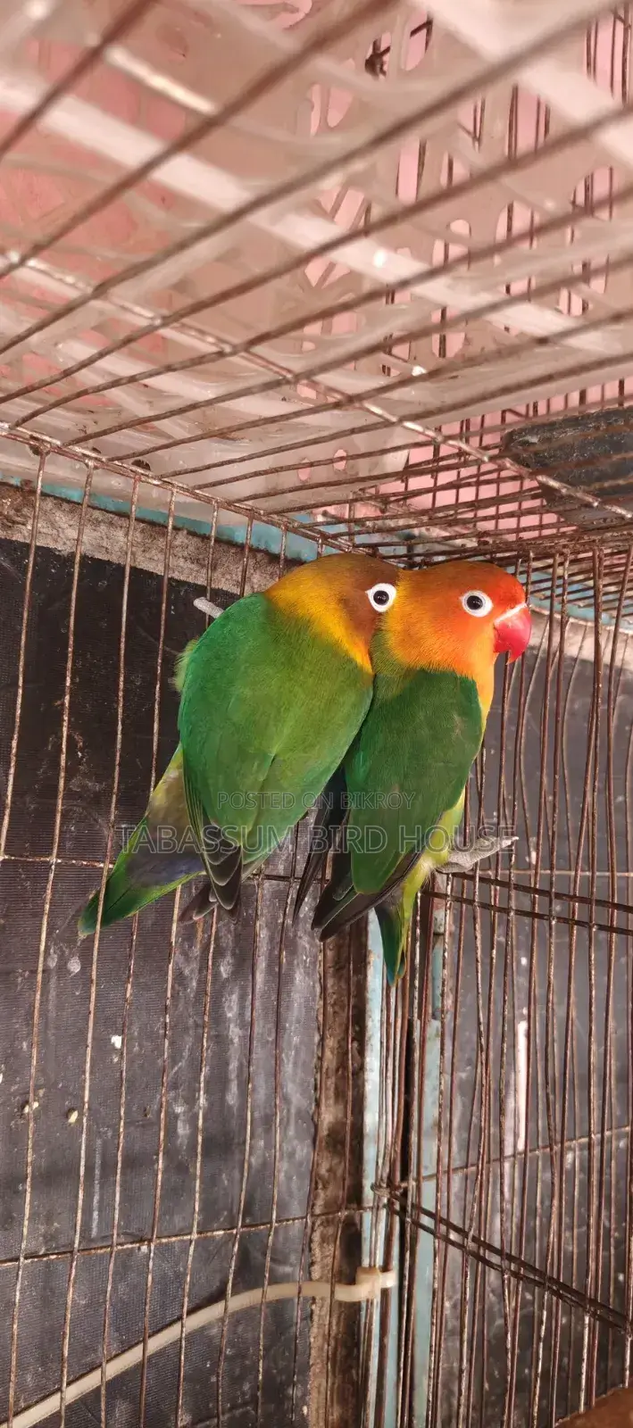 Love Bird