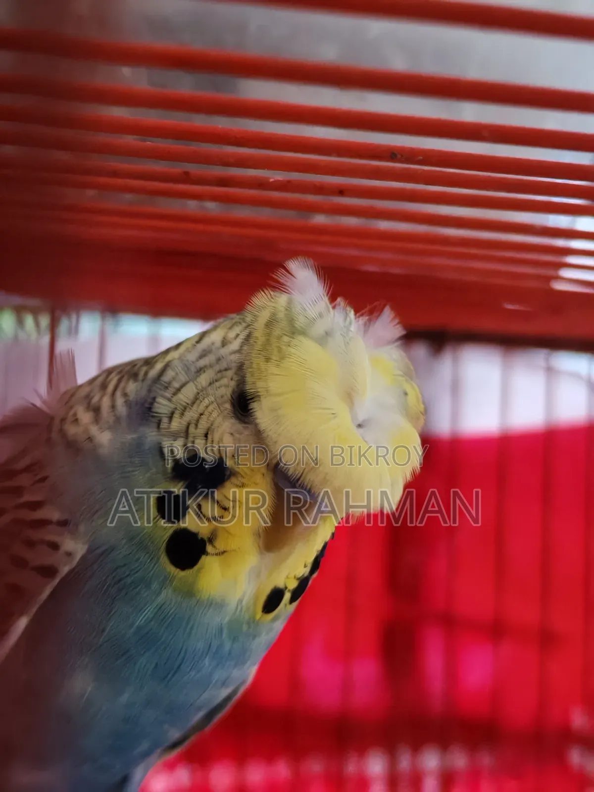 Sell Single Adult Jp Bajrigat Male Birds