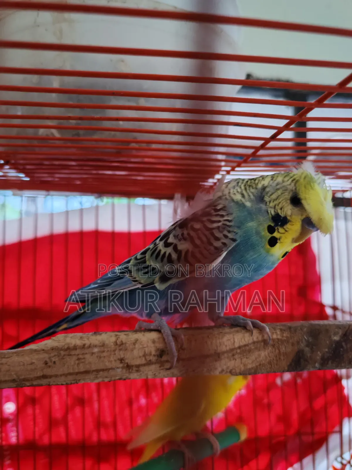 Sell Single Adult Jp Bajrigat Male Birds
