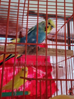 Sell Single Adult Jp Bajrigat Male Birds