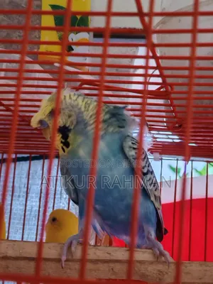 Sell Single Adult Jp Bajrigat Male Birds