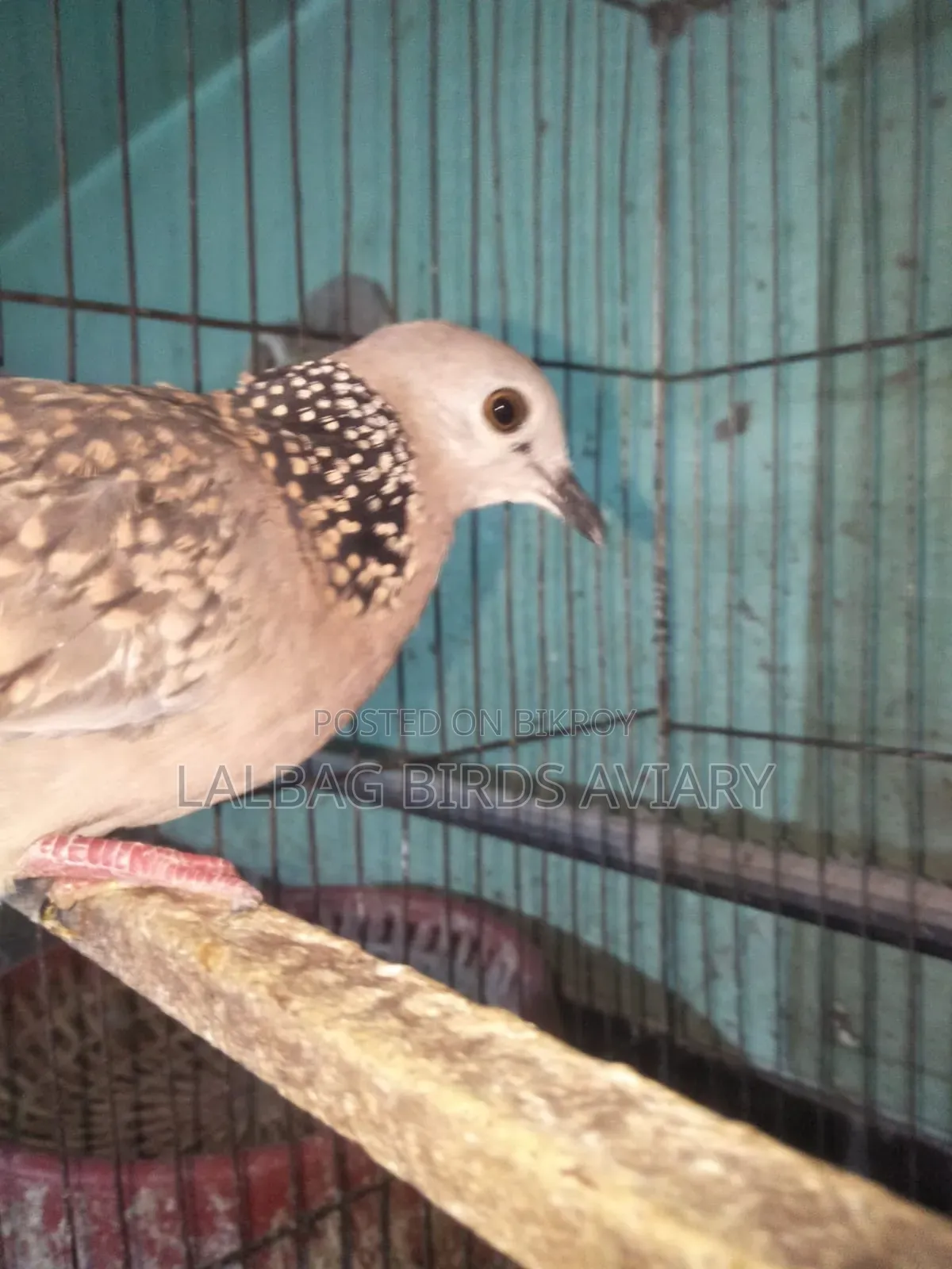 Dove Pair For Sale