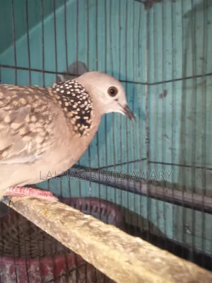 Dove Pair For Sale