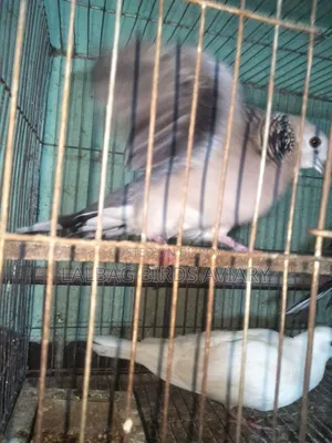 Dove Pair For Sale