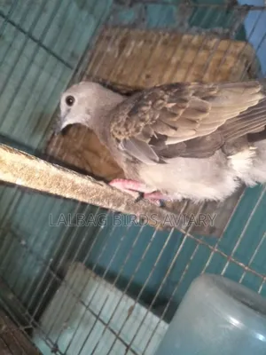 Dove Pair For Sale