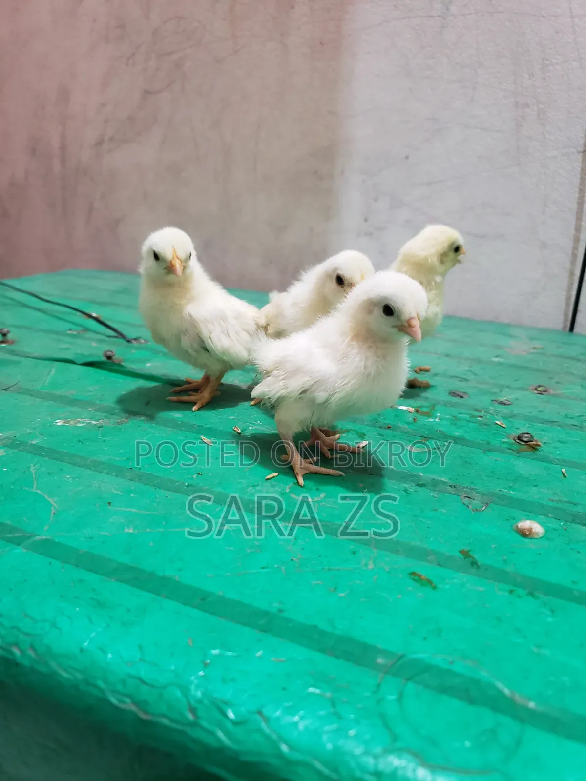 Fancy Chicken Chicks for Sale.