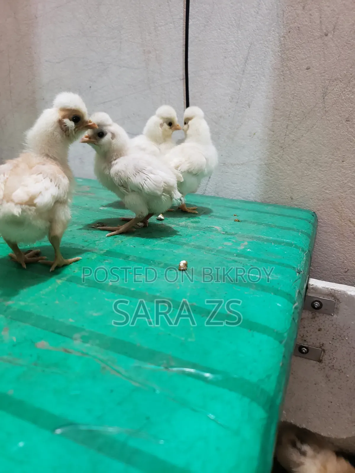 Fancy Chicken Chicks for Sale.