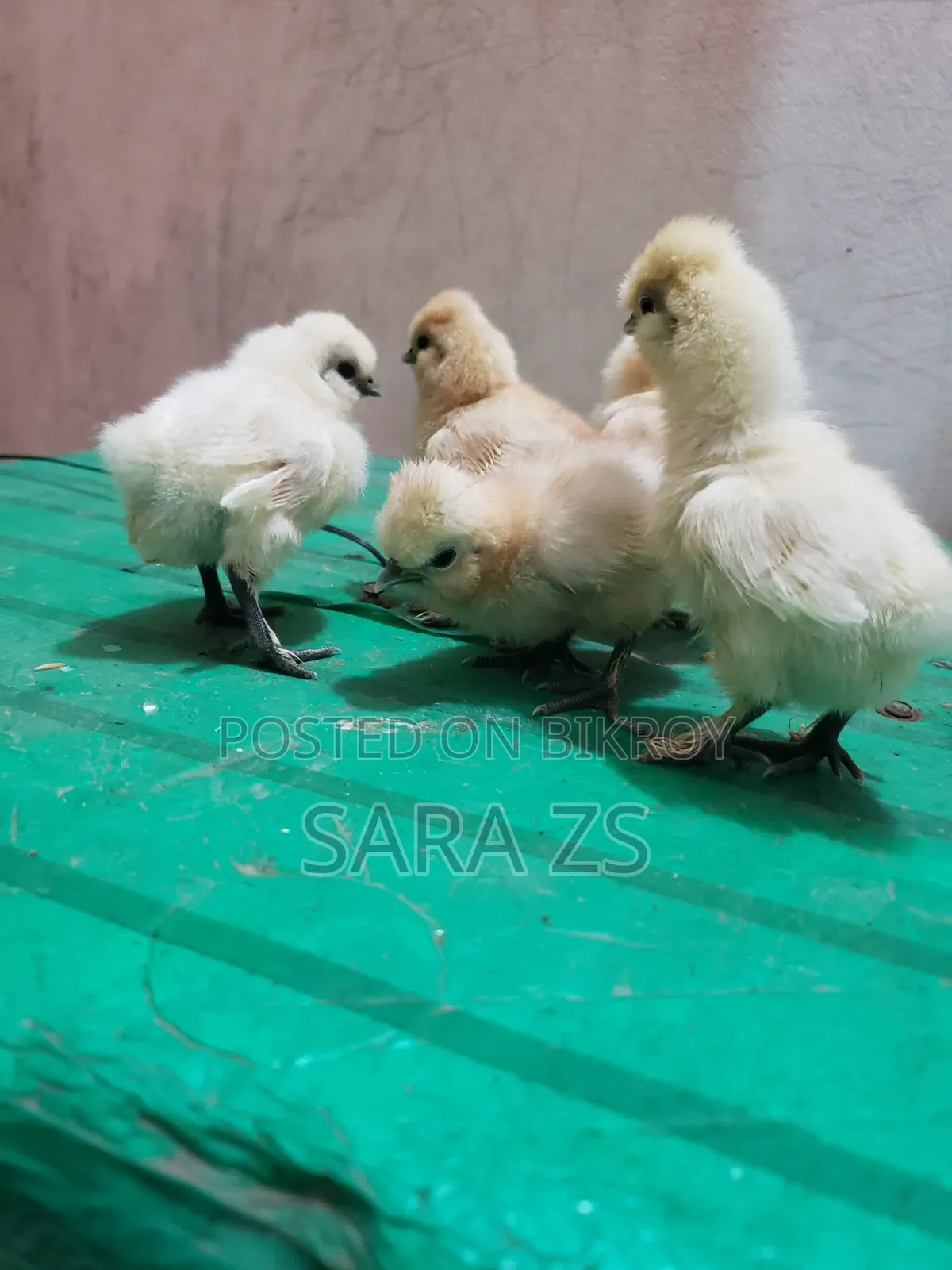 Fancy Chicken Chicks for Sale.