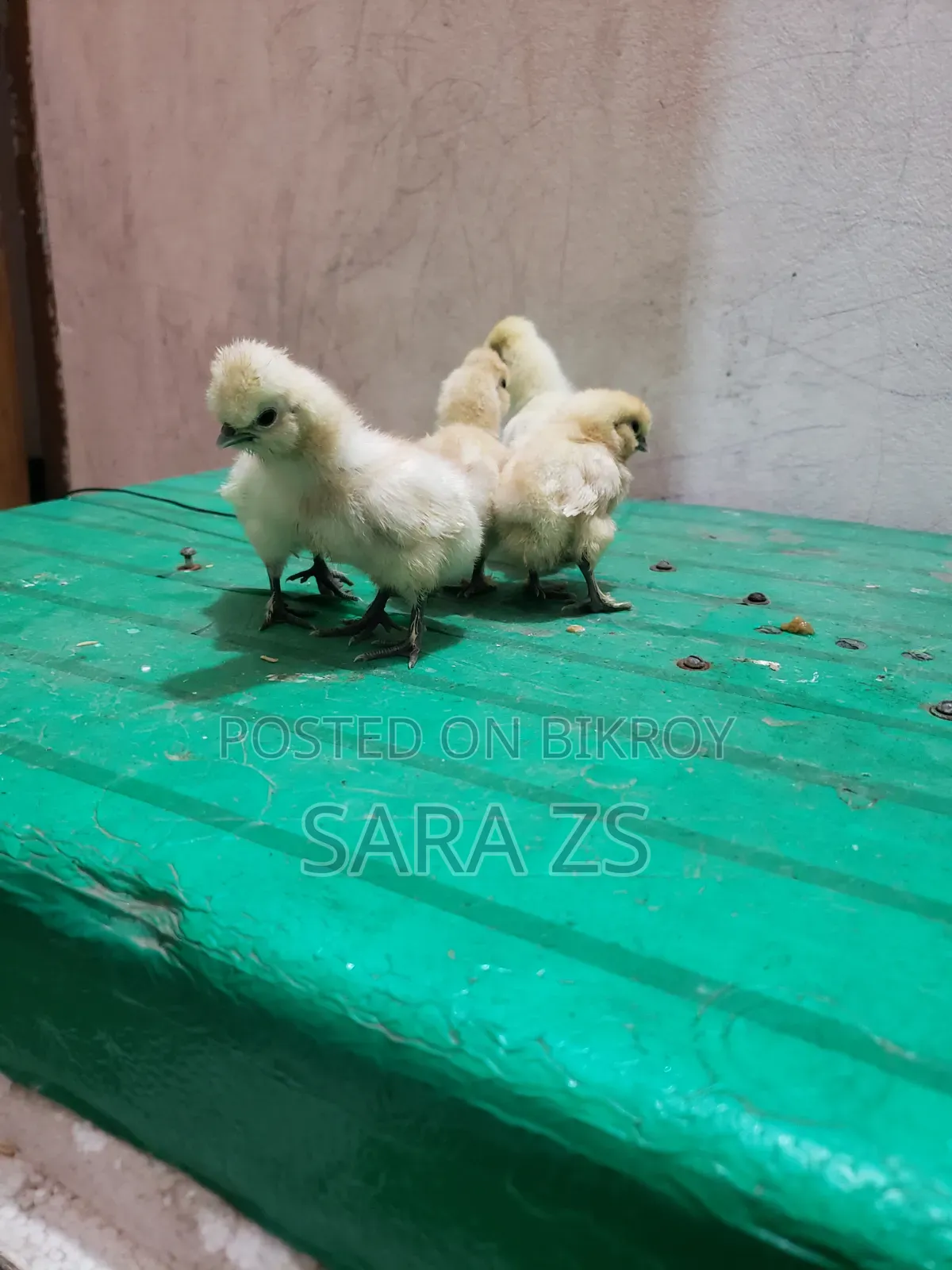 Fancy Chicken Chicks for Sale.