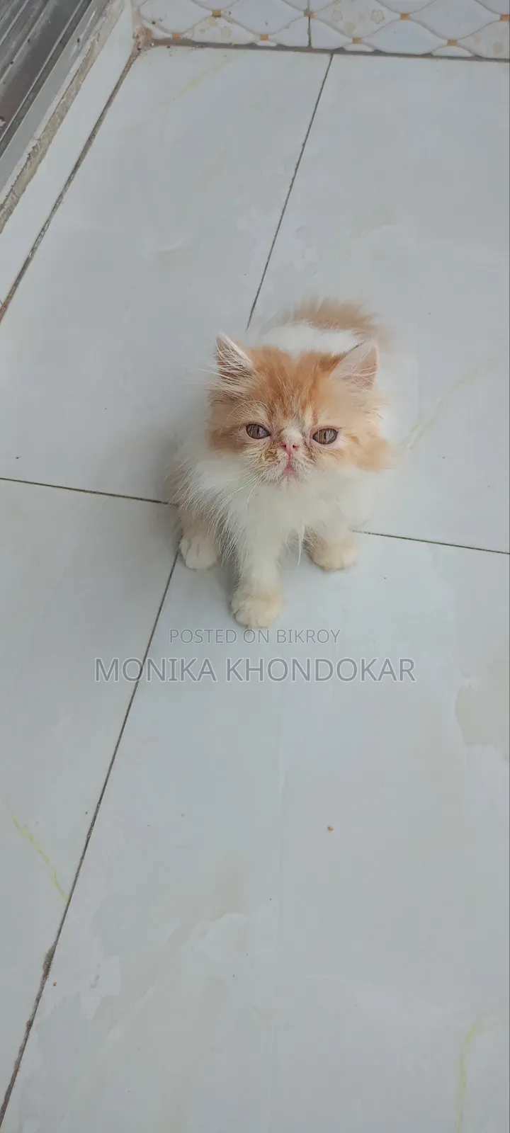 1-3 Months Female Purebred Persian