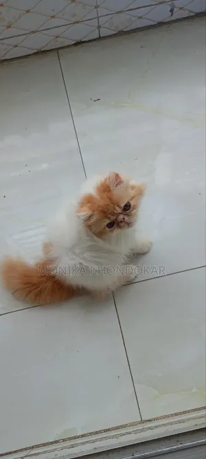 1-3 Months Female Purebred Persian