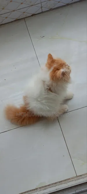 1-3 Months Female Purebred Persian