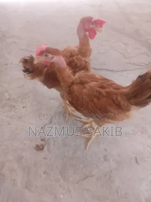 Slaughtered Desi Chicken
