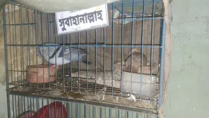 New Condition Cage for Sale at Low Price