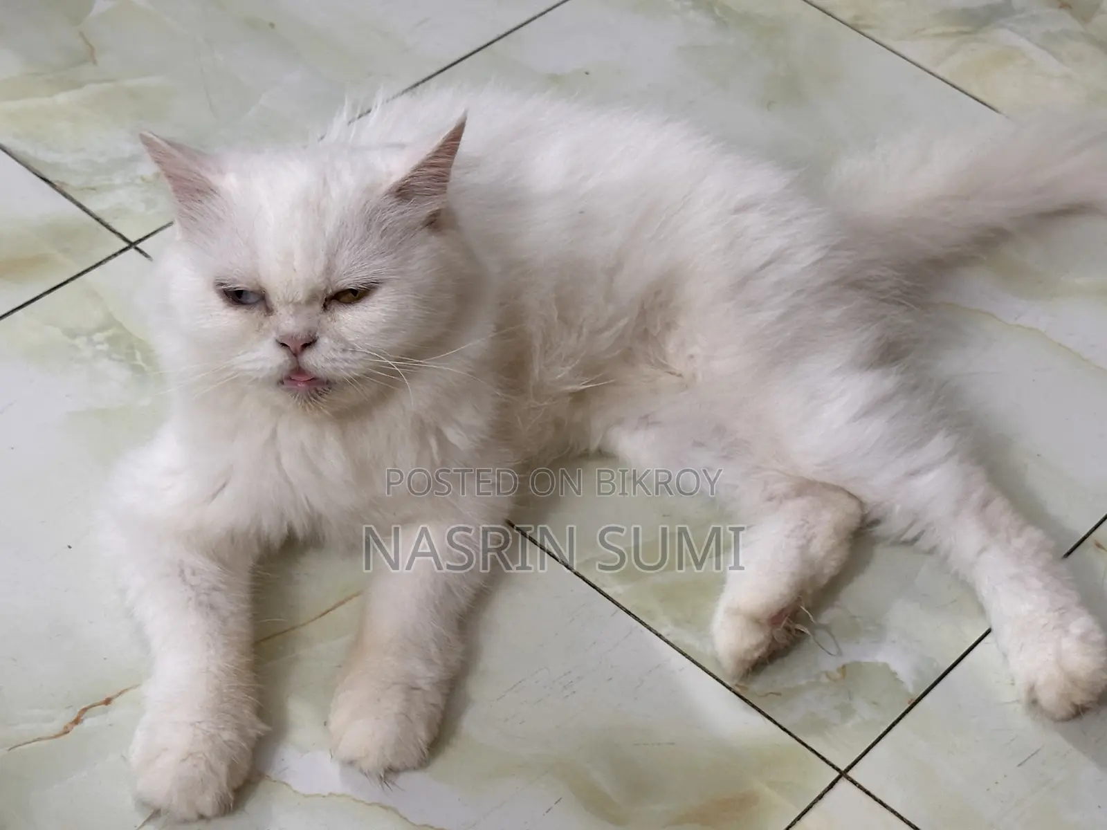 1+ Year Female Purebred Persian Cat