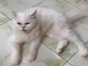 1+ Year Female Purebred Persian Cat