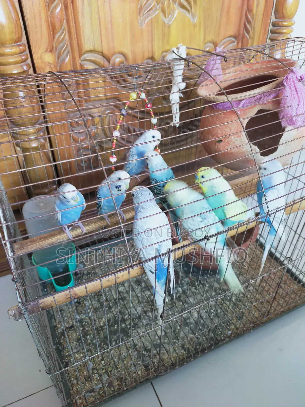 Budgerigar Birds
