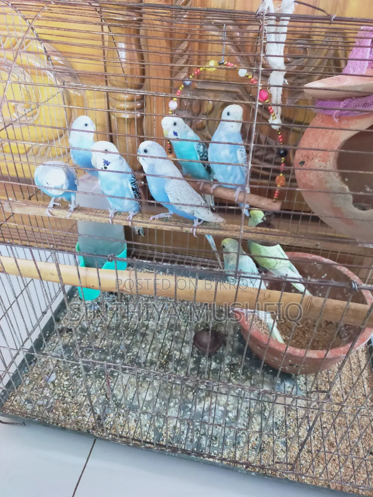 Budgerigar Birds