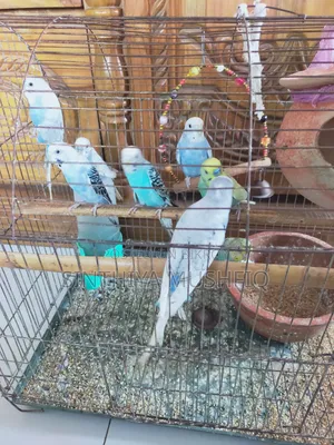 Budgerigar Birds