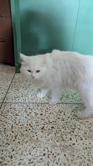 6-12 Months Male Purebred Persian