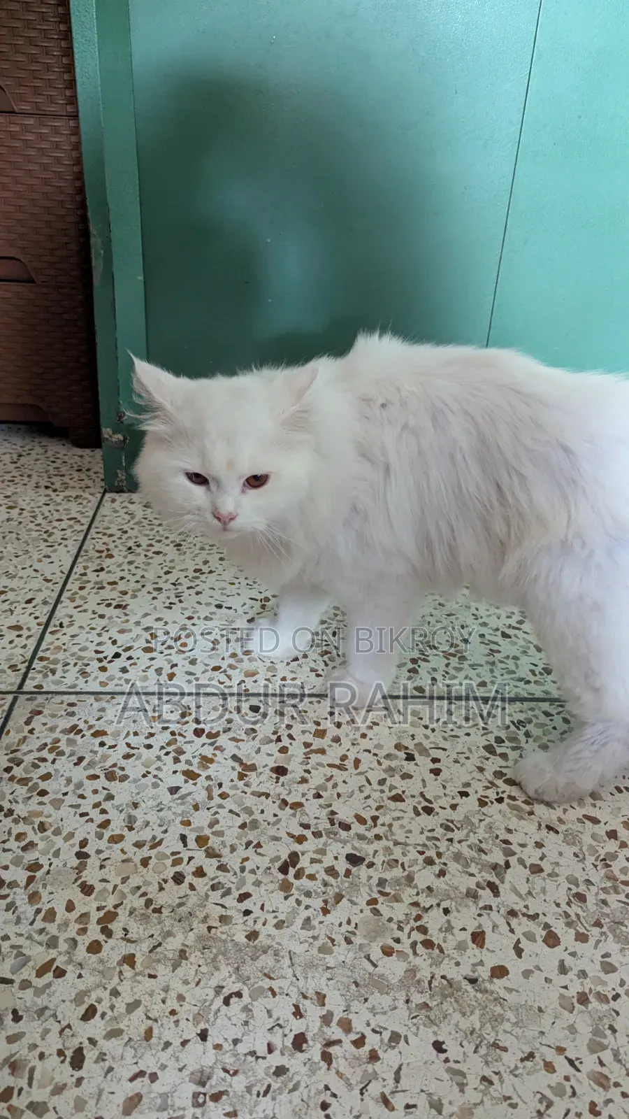 6-12 Months Male Purebred Persian