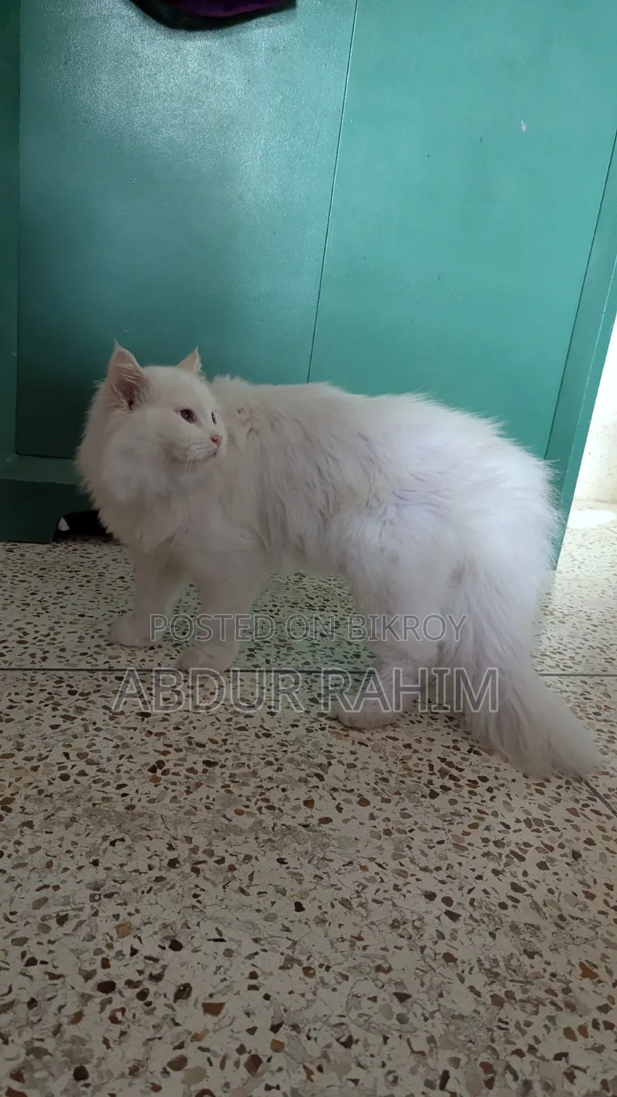 6-12 Months Male Purebred Persian