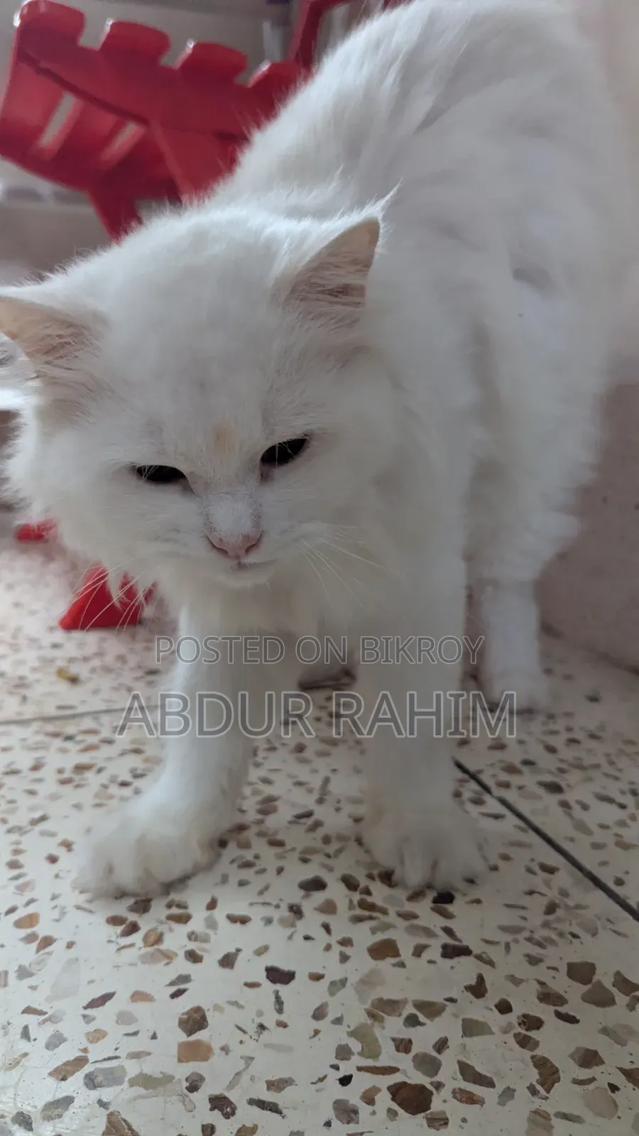 6-12 Months Male Purebred Persian