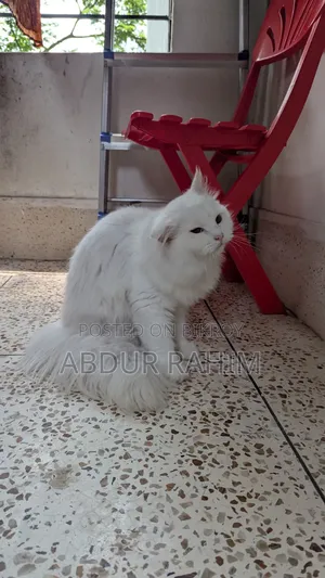 6-12 Months Male Purebred Persian