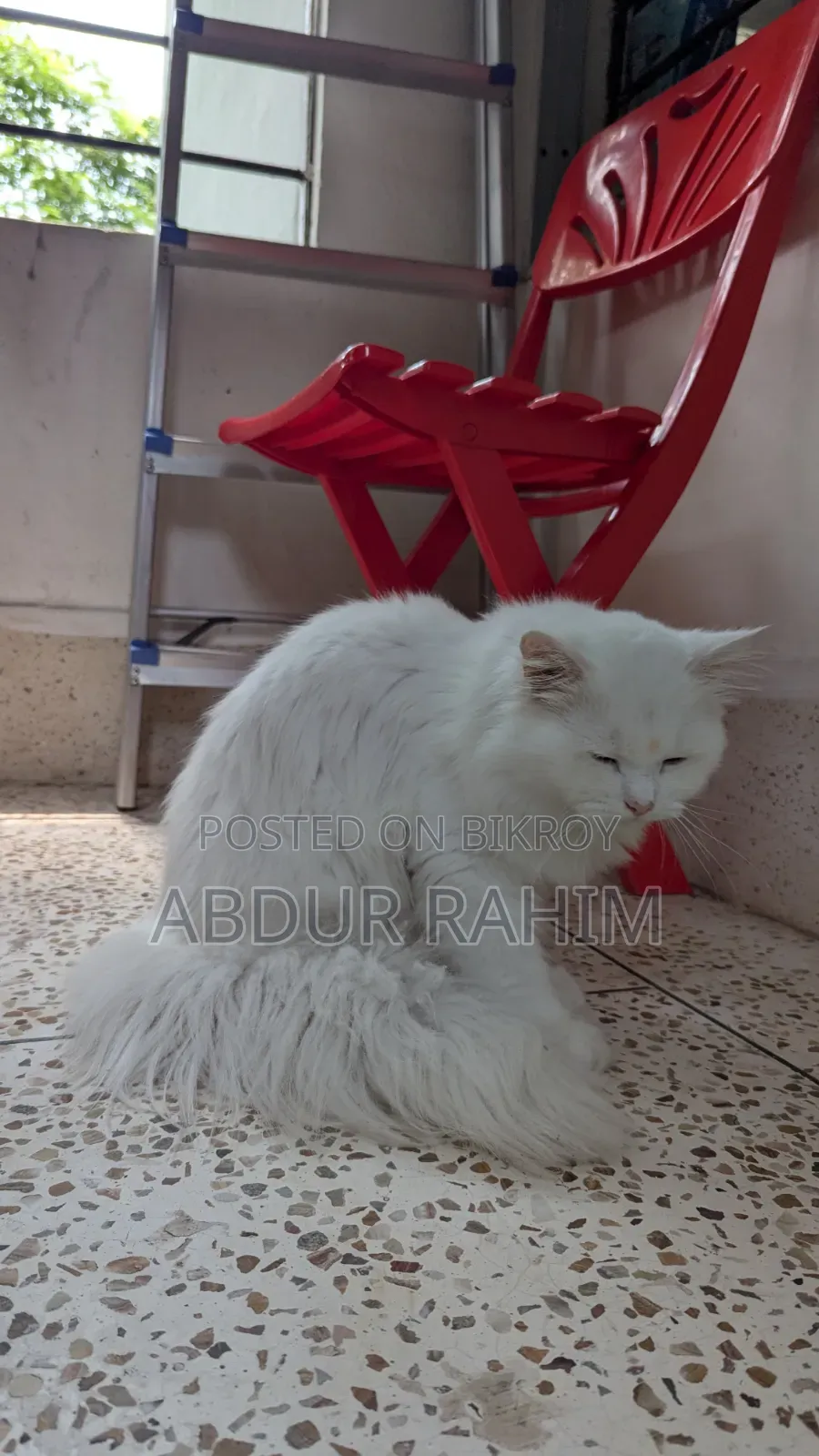 6-12 Months Male Purebred Persian