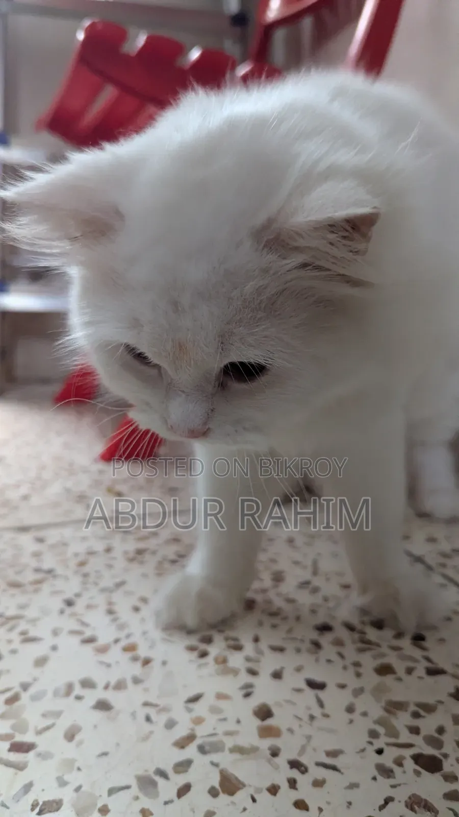 6-12 Months Male Purebred Persian