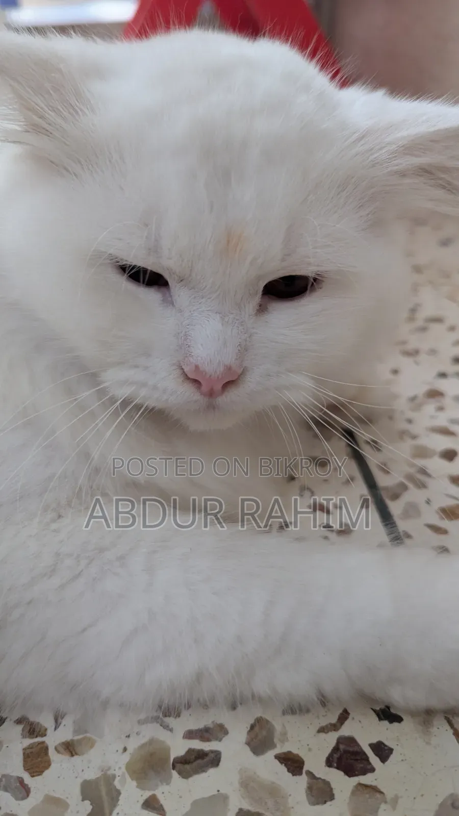6-12 Months Male Purebred Persian