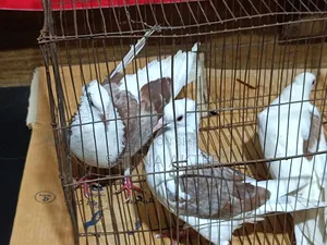 Raj Golla 2 pieces male for sale