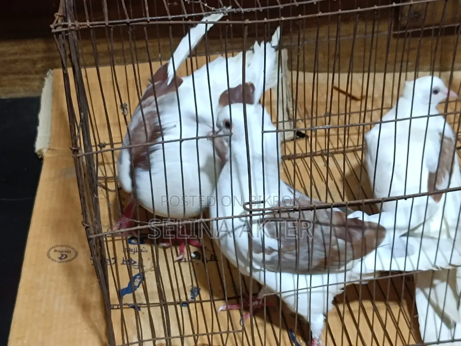 Raj Golla 2 pieces male for sale