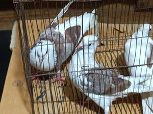 Raj Golla 2 pieces male for sale
