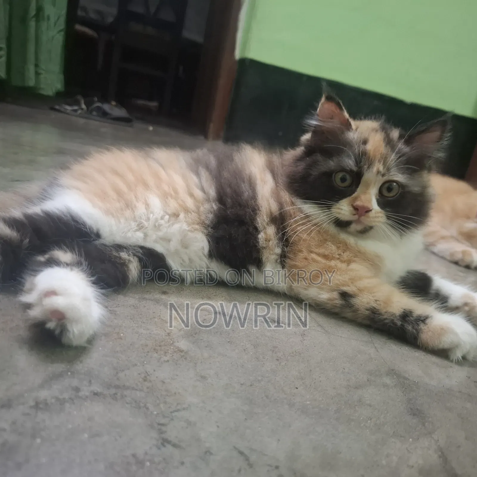1-3 Months Female Purebred Persian