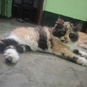 1-3 Months Female Purebred Persian